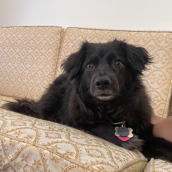 Meet your Posher, Samantha - Picture 2 of 3